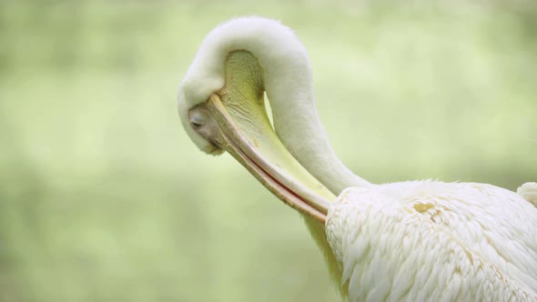 Pelican on the Lake. Close-up.