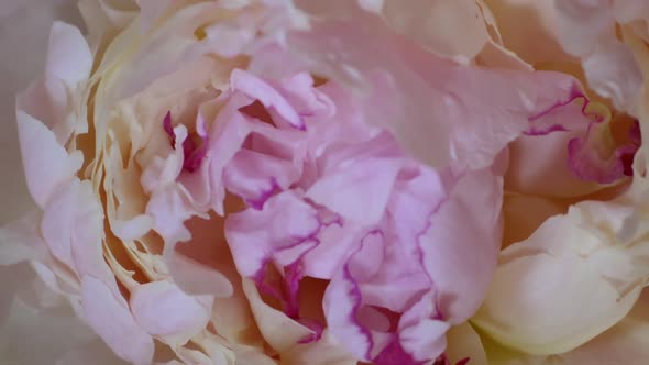 Timelapse of Blooming and Open Beautiful Spring Pink Paeonia Mascula