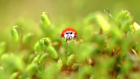 Close-up Wildlife of a Ladybug in the Green Grass in the Forest