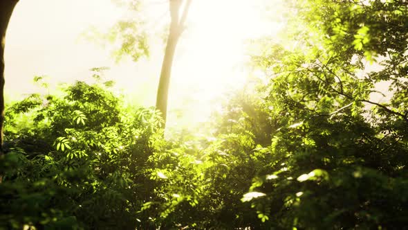 Misty Forest at Dawn on the First Day of Autumn alt