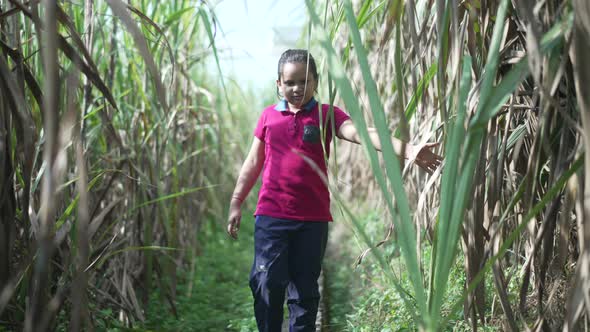 An Indian Boy Walking in a Sugarcane Field Grass Field