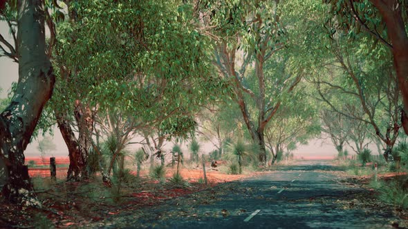 Open Road in Australia with Bush Trees