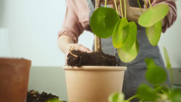 Crop woman transplanting Chinese money plant