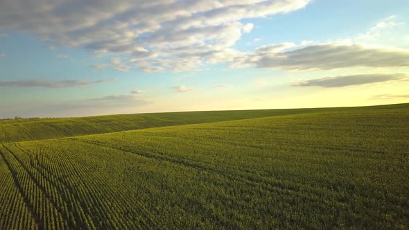 Aerial view of bright green agricultural farm field on hills with growing rapeseed plants at sunset.