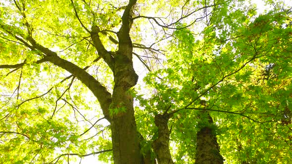 Observing Tree and its Beautiful Leaves in Spring