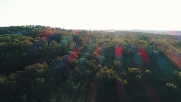 Green Forest in the Sun Rays