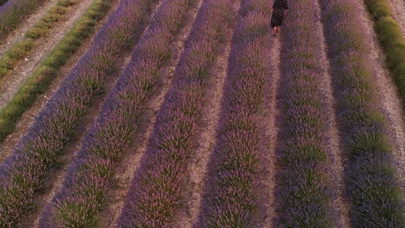 Valensole Provence France Top Aerial View