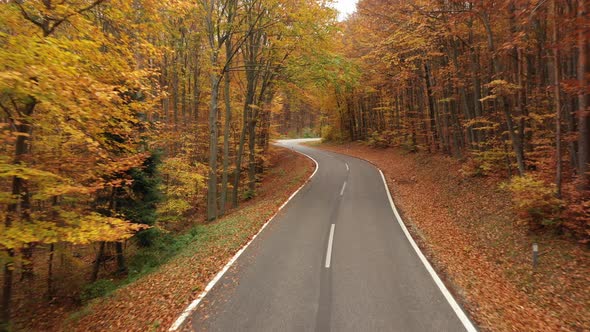 Flying Fast and Close Over Curvy Road in Forest