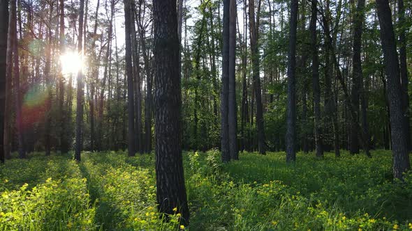 Summer Forest with Pine Trees Slow Motion