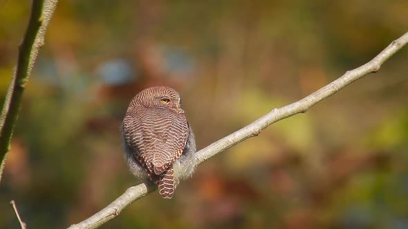 Jungle owlet in Bardia national park, Nepal 14 Mov036