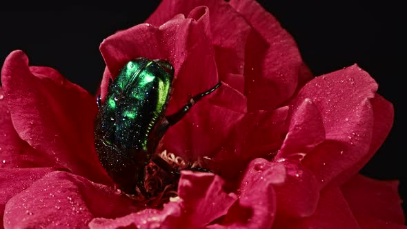 Close-up View of Green Rose Chafer - Cetonia Aurata Beetle Eats Pollen on Red Rose. Amazing Bug Is