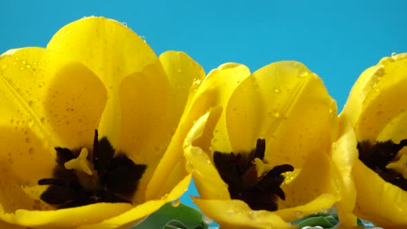 Shooting of Tulips