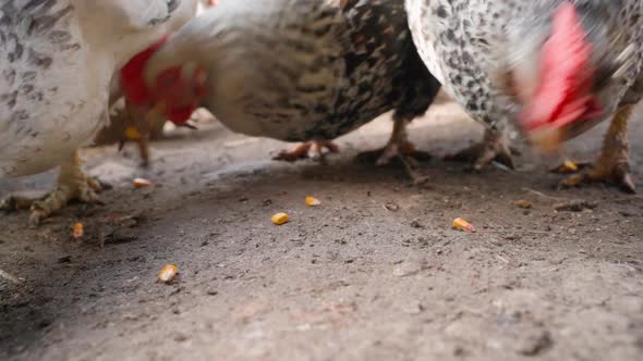 Chickens Eating Corn Closeup in Slow Motion