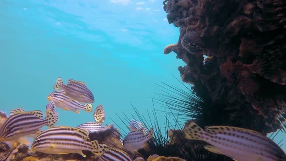 Colorful Underwater Sweetlips Fish