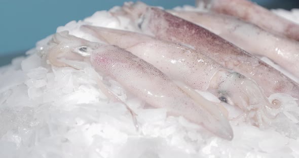 Close-up Of Raw Sea Cuttlefish For Sale At Seafood Market 