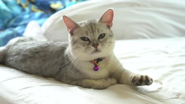 American Shorthair Cat Lying On White Bed 