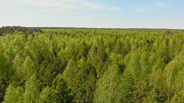 A Huge Thicket of Coniferous Green Forest While Summer