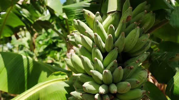Close Up View of Bunch of Banana Green bananasA Banana Tree in the Sunny Day