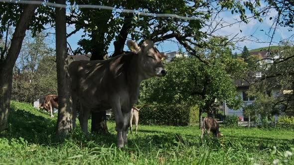 Domestic Bull Grazes in Backyard on Green Meadow By Blue Sky Ecological Place