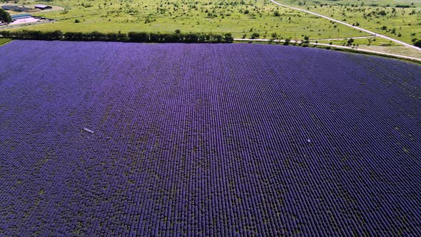 Lavender Field Endless Blooming Rows Summer Sunset Landscape