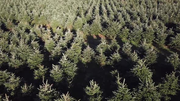 Long shot aerial over Christmas trees