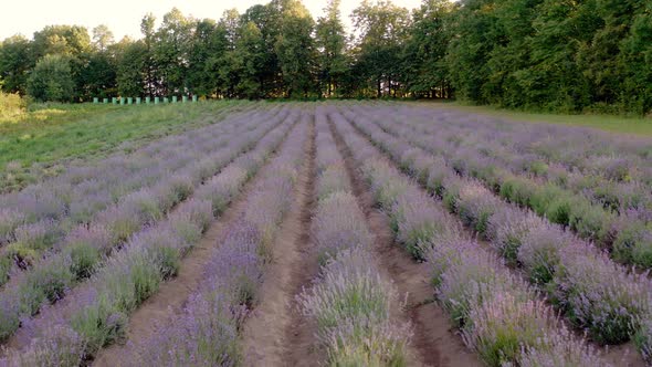 Aerial Drone View Ecology Field of Lavender with No People Plantation of Lavander Flower Garden