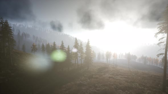 Sun Beams Through Trees alt