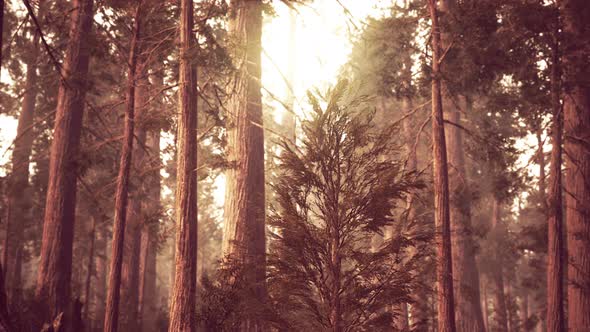 Giant Sequoias in Redwood Forest