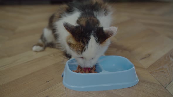Lovely One Eyed Domestic Male Cat Eating Wet Cat Food