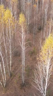 Vertical Video of an Autumn Forest During the Day