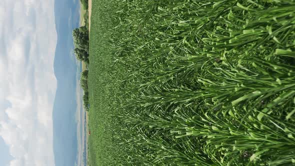 Low vertical flyover above field of corn growing near Delnita, Romania