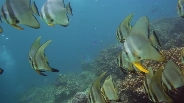 The Underwater World of a Coral Reef