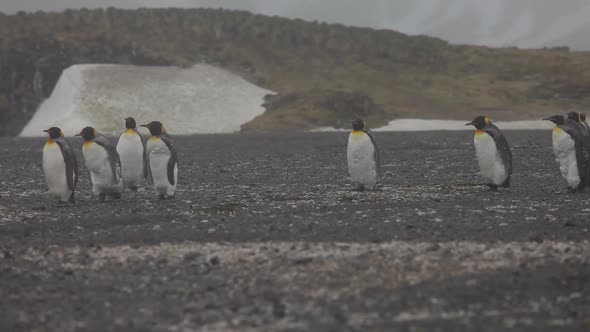 King Penguins On South Georgia Island