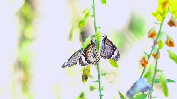 Close-up Butterfly On Outdoor Nature.