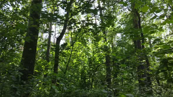 Green Forest with Trees By Day