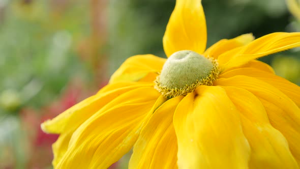 Rudbeckia hirta Irish Spring flower shallow DOF close-up   petals and pistil 4K 3840X2160 30fps  Ult