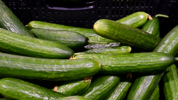 Cucumber Harvest on the Stall of the Vegetable Market Slow Motion