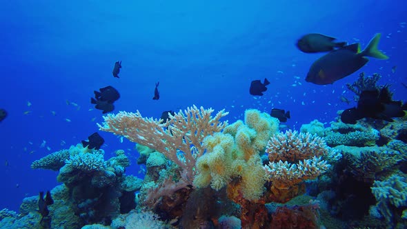 Tropical Reef Underwater Life