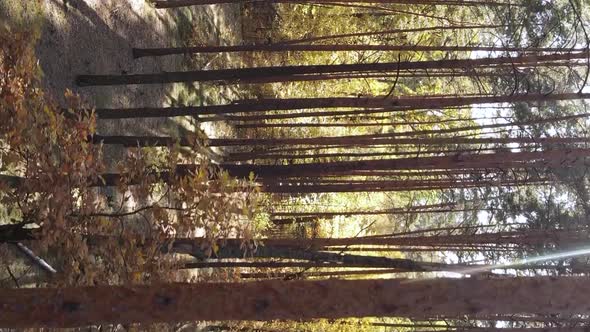 Vertical Video of a Forest Landscape on an Autumn Day in Ukraine