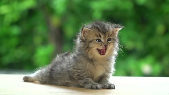Cute Persian Kitten Looking And Licking Lips On Table