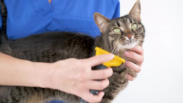 A doctor in a blue coat combs the face of a cat with a furminator
