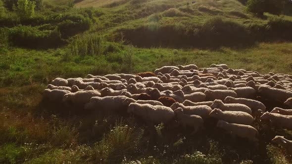 Sheep Herd Is Walking.