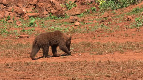 Young Grizzly Bear Walking Towards