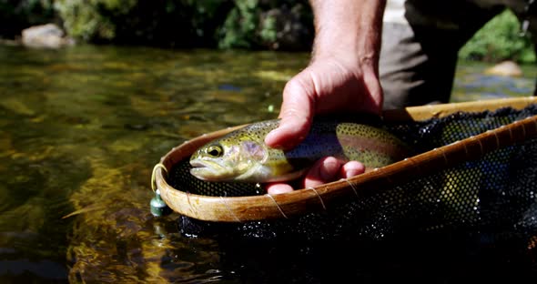 Man catching brown trout in fishing net