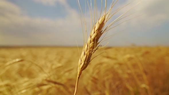 An Ear of Wheat in Foreground Develops in Wind, Blurred Field of Wheat in Background. Ripe Ear of