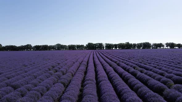 Groundlevel Drone Video with Slow Motion Forward in Front of a Lavender Chain Summer in Sunlight