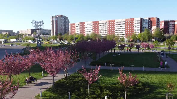 Aerial drone view of a flying over the pink flowers on the trees of flowering Sakura