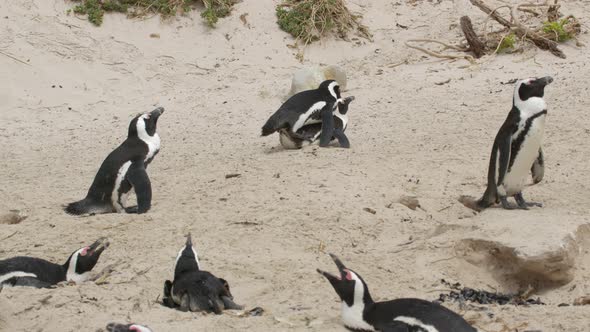 African Penguin Spheniscus Demersus Also Known As the Jackass Penguin and Blackfooted Penguin