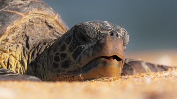 Close Up Sea Turtle Peacefully Sleeping on Beach Chewing By Opening Beak Mouth