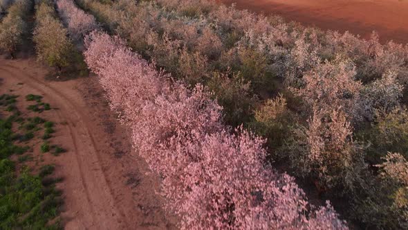 Scenic View of Almond Grove Blooming